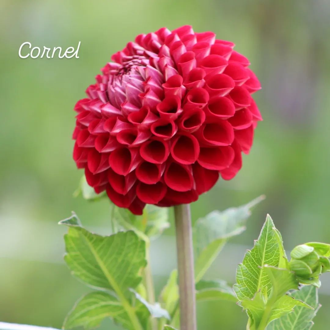 Cornel Ball Decorative Dahlia