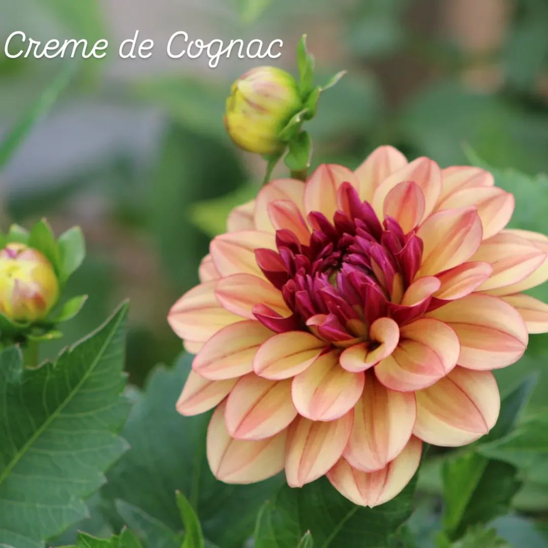Creme de Cognac Decorative Dahlia