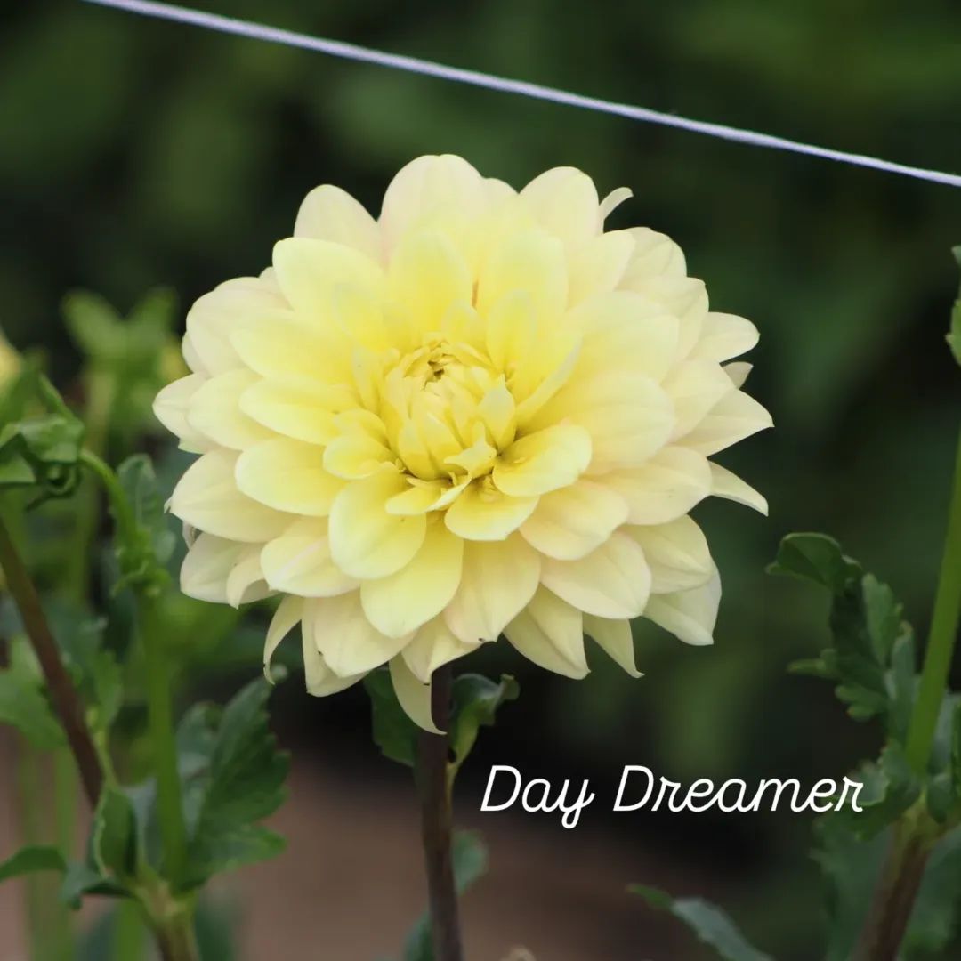Day Dreamer Waterlily Dahlia