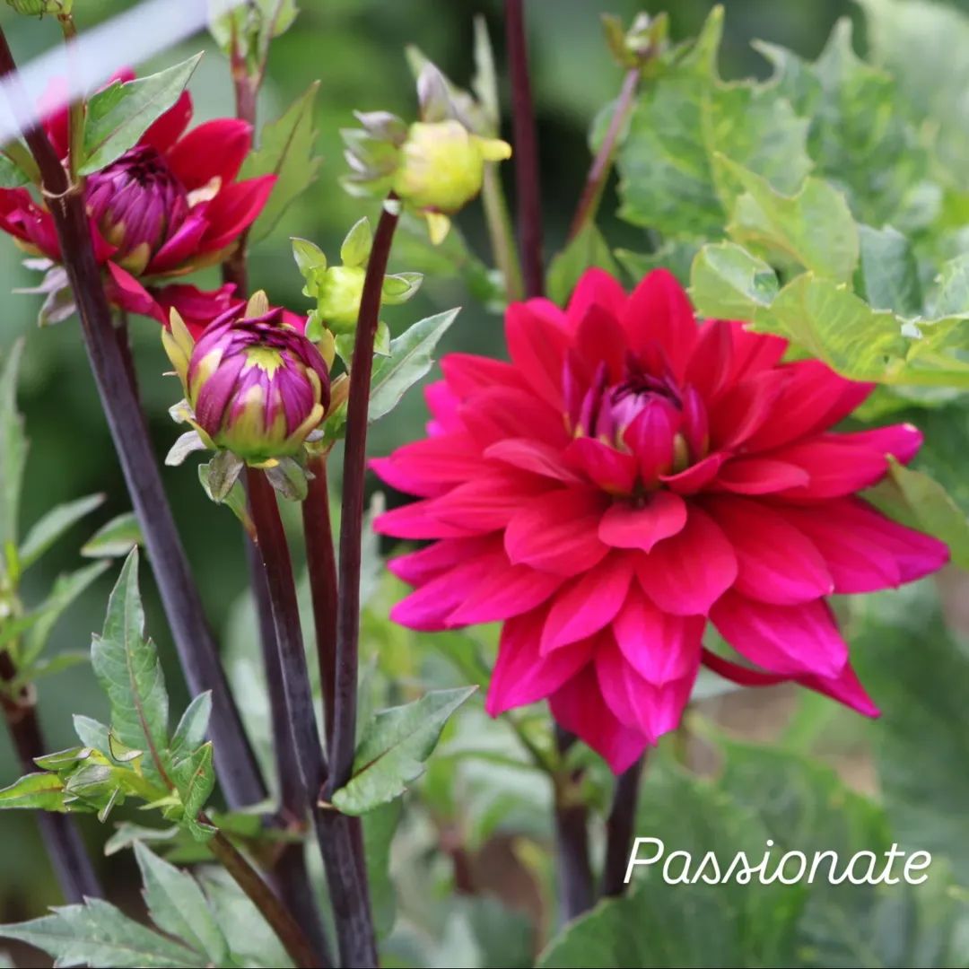 Passionate Informal Decorative Dahlia