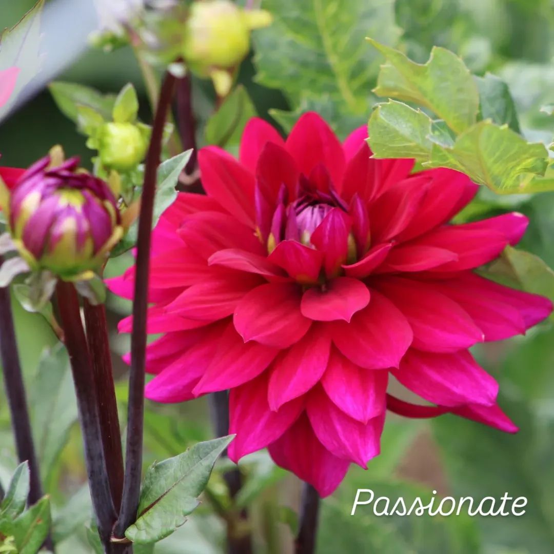 Passionate Informal Decorative Dahlia