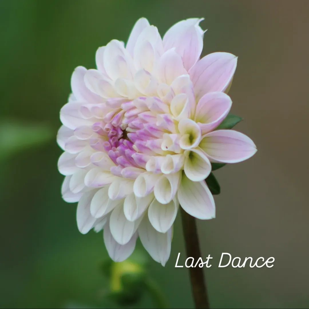 Last Dance Formal Decorative Dahlia