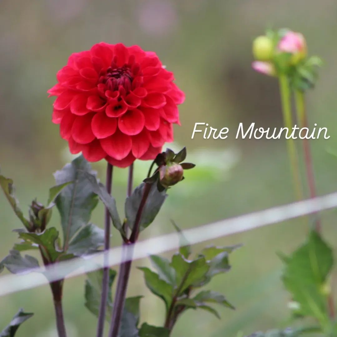 Fire Mountain Decorative Dahlia