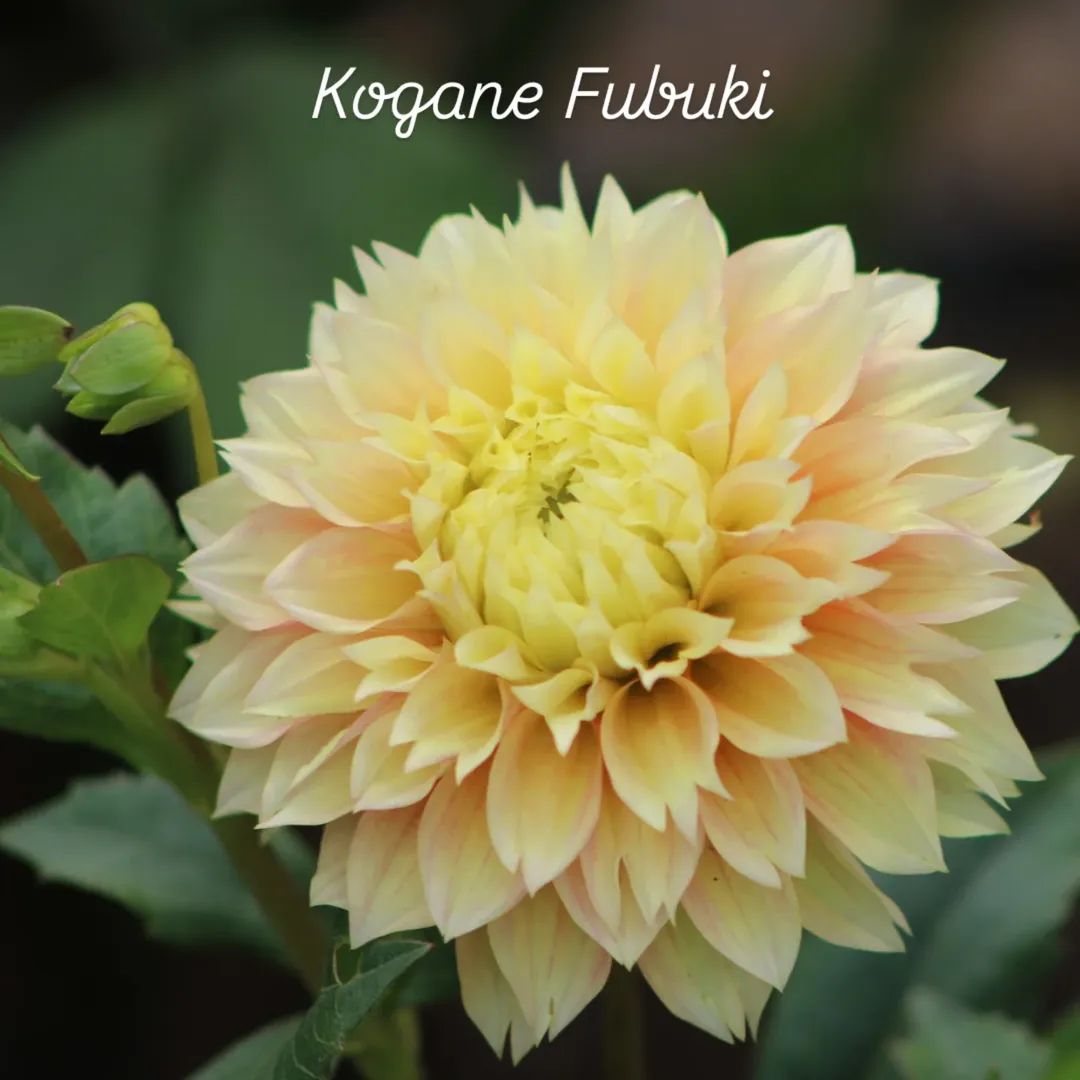 Kogane Fubuki Decorative and Fimbriated Dahlia