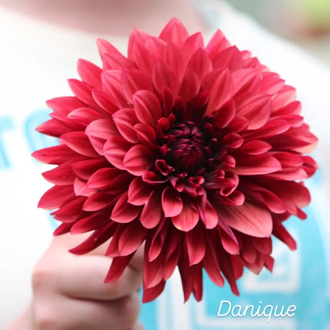 Danique Informal Decorative Dahlia