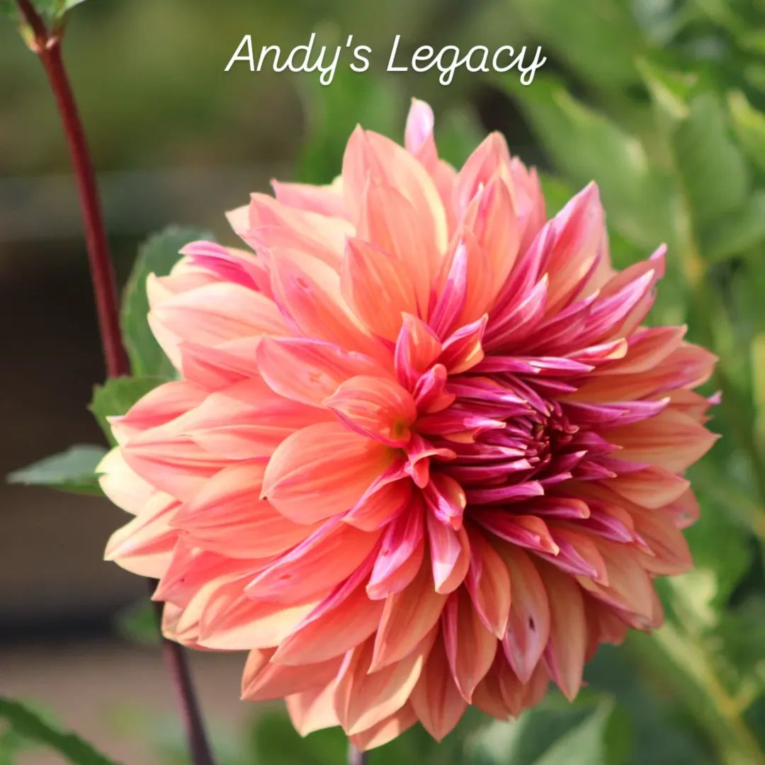 Andy's Legacy Informal Decorative Dahlia