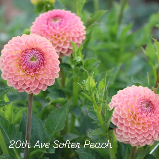 20th Ave Softer Peach Formal Decorative Dahlia