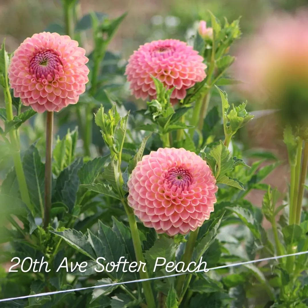 20th Ave Softer Peach Formal Decorative Dahlia