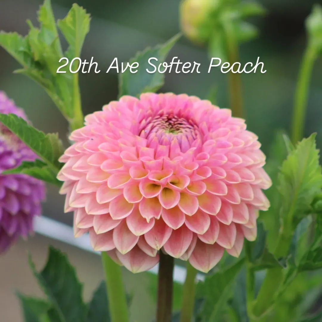 20th Ave Softer Peach Formal Decorative Dahlia