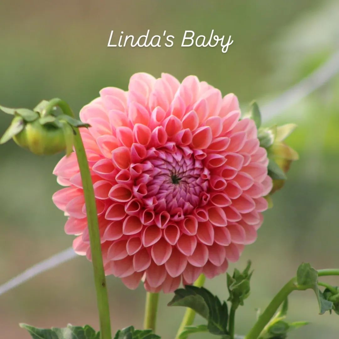 Linda's Baby Ball Dahlia