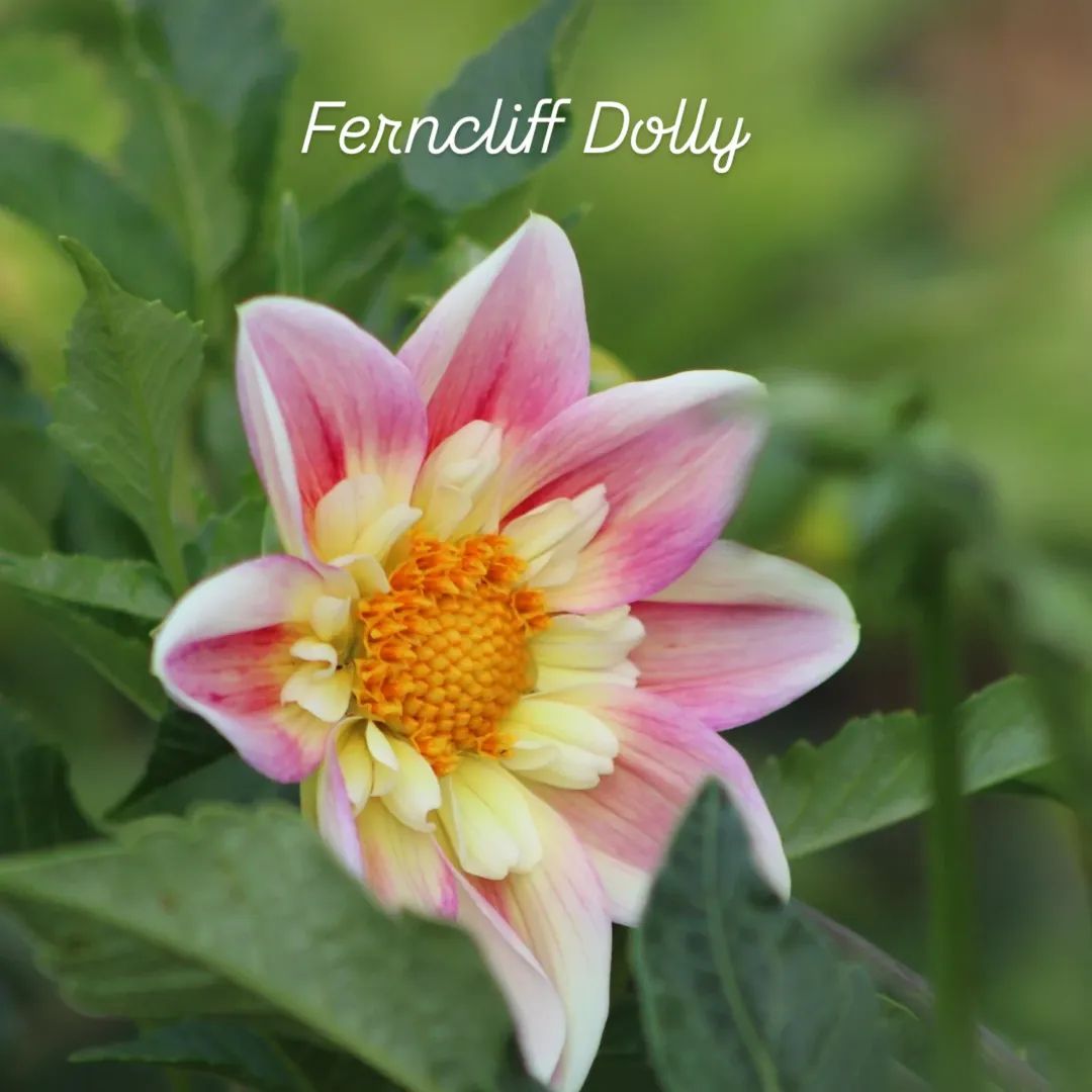 Ferncliff Dolly Collarette Dahlia
