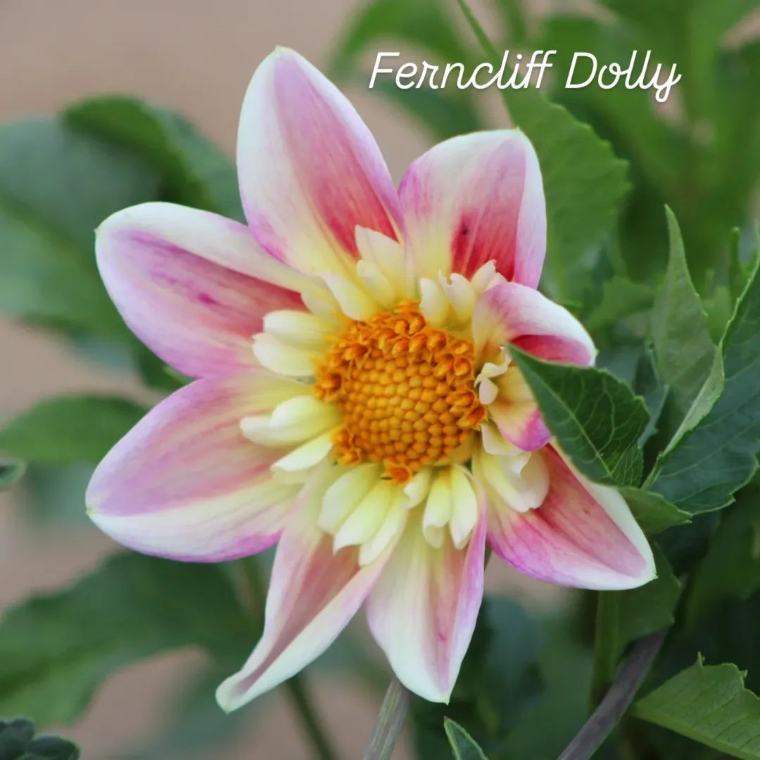 Ferncliff Dolly Collarette Dahlia