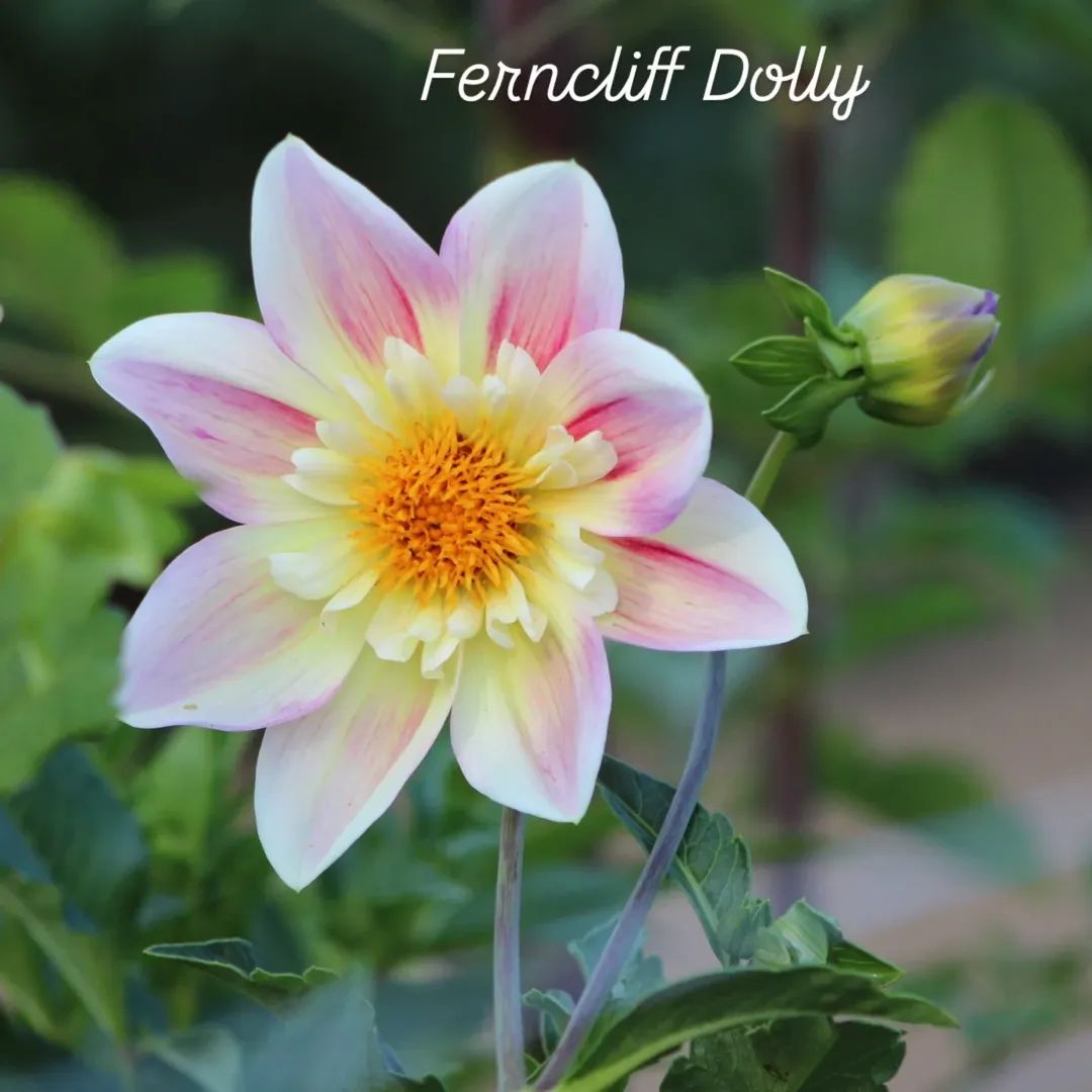 Ferncliff Dolly Collarette Dahlia