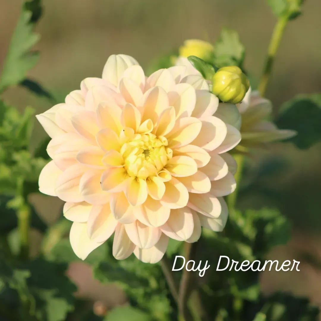 Day Dreamer Waterlily Dahlia