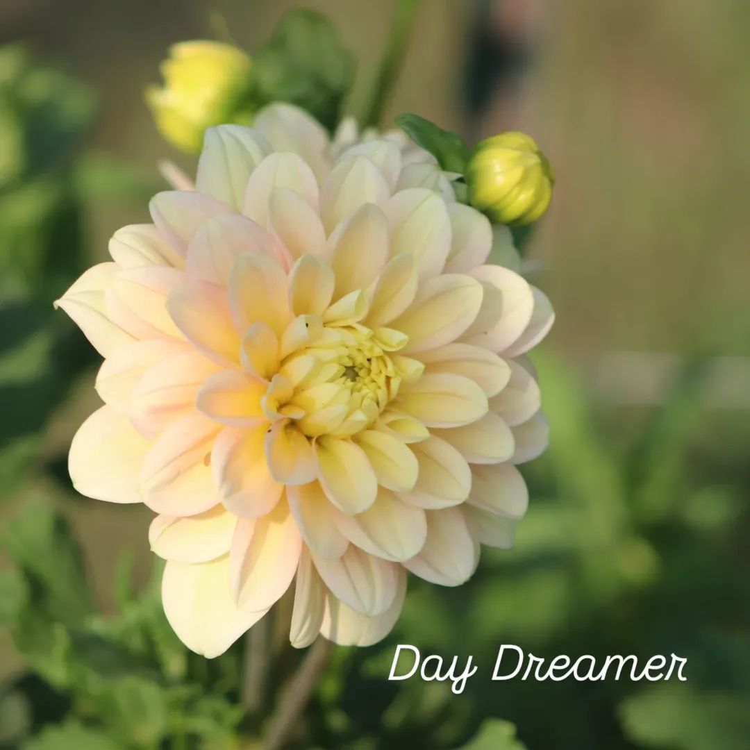Day Dreamer Waterlily Dahlia