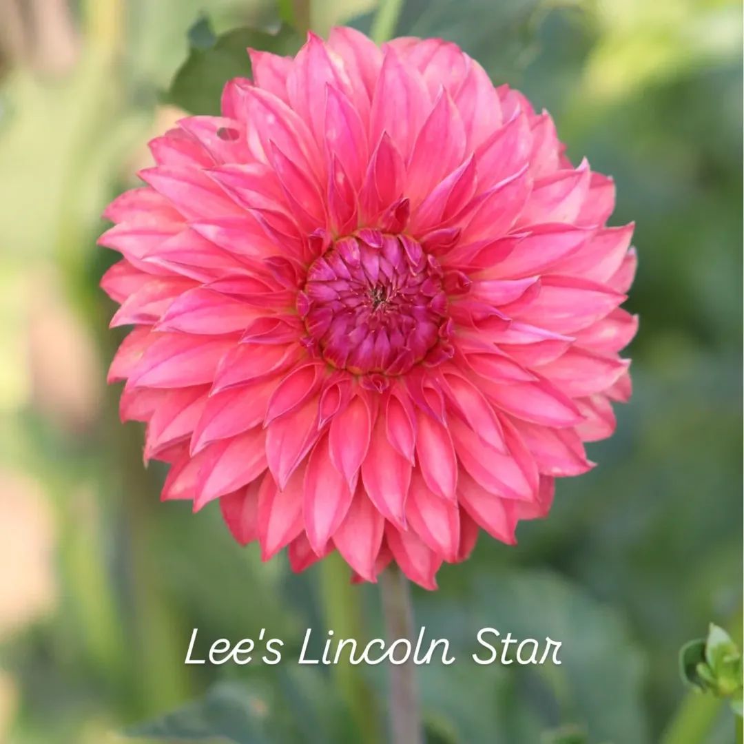Lee's Lincoln Star Stellar Dahlia