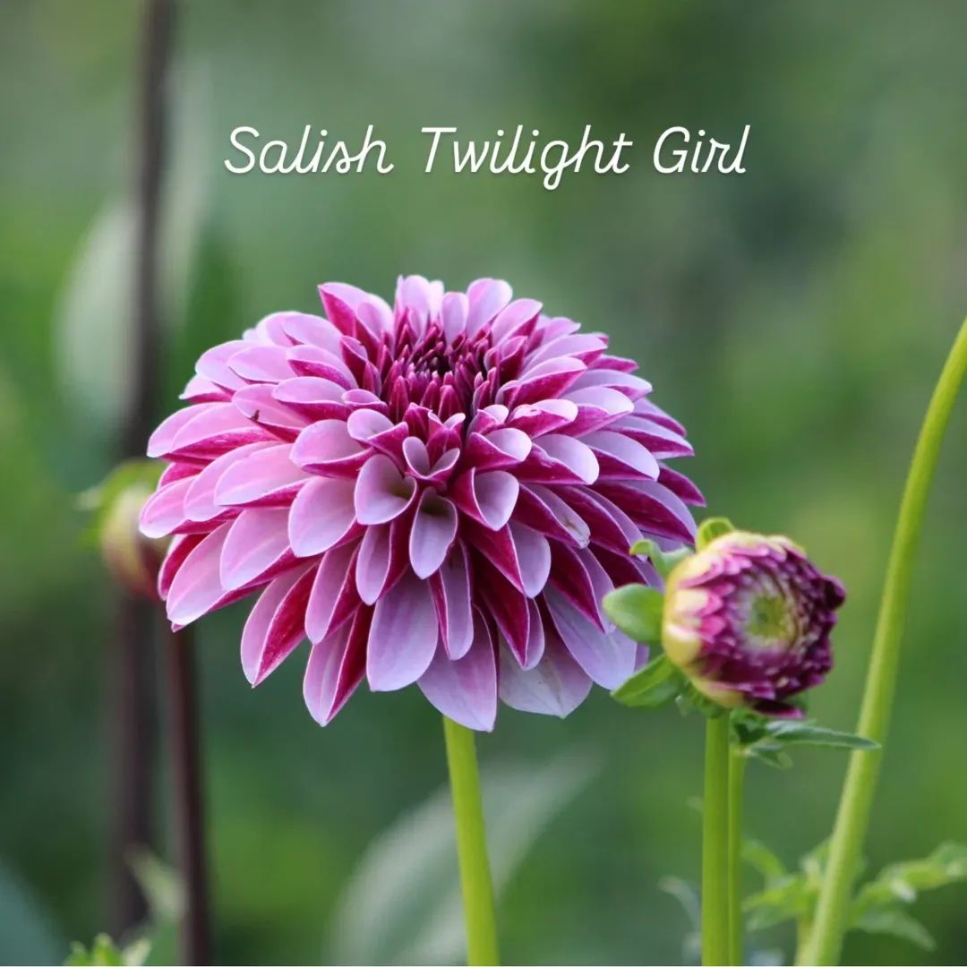 Salish Twilight Girl Formal Decorative Dahlia