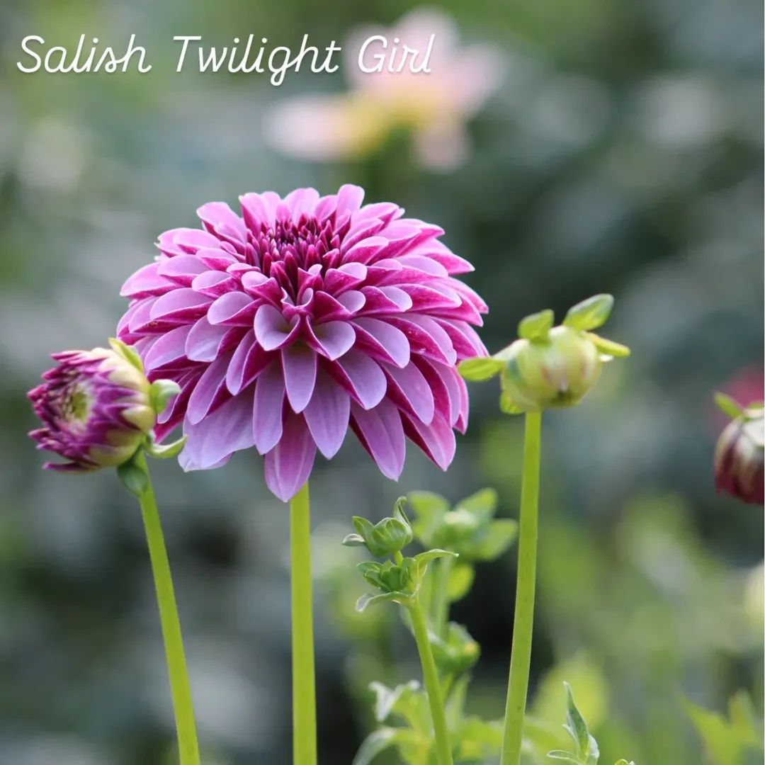 Salish Twilight Girl Formal Decorative Dahlia