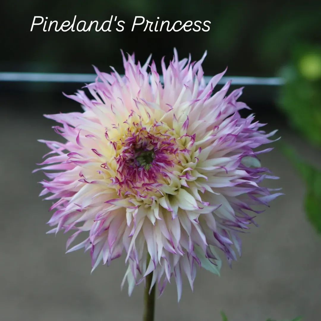 Pineland's Princess Fimbriated Dahlia