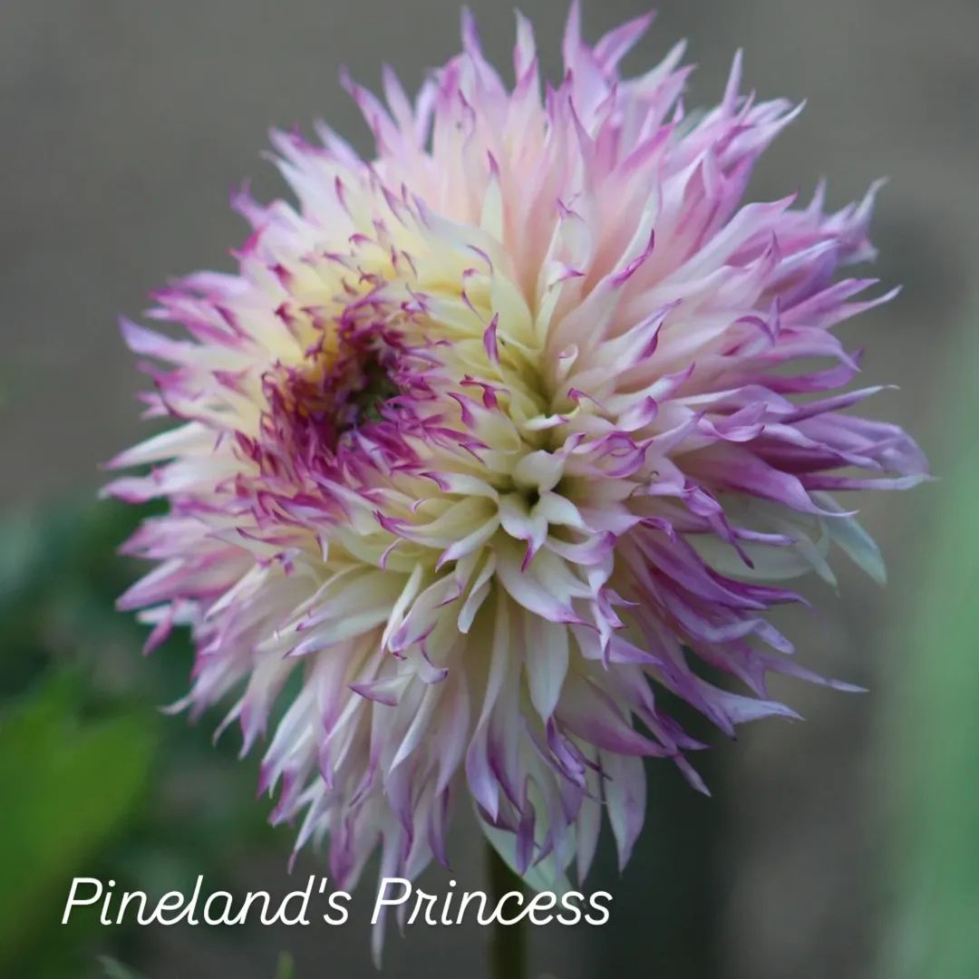 Pineland's Princess Fimbriated Dahlia