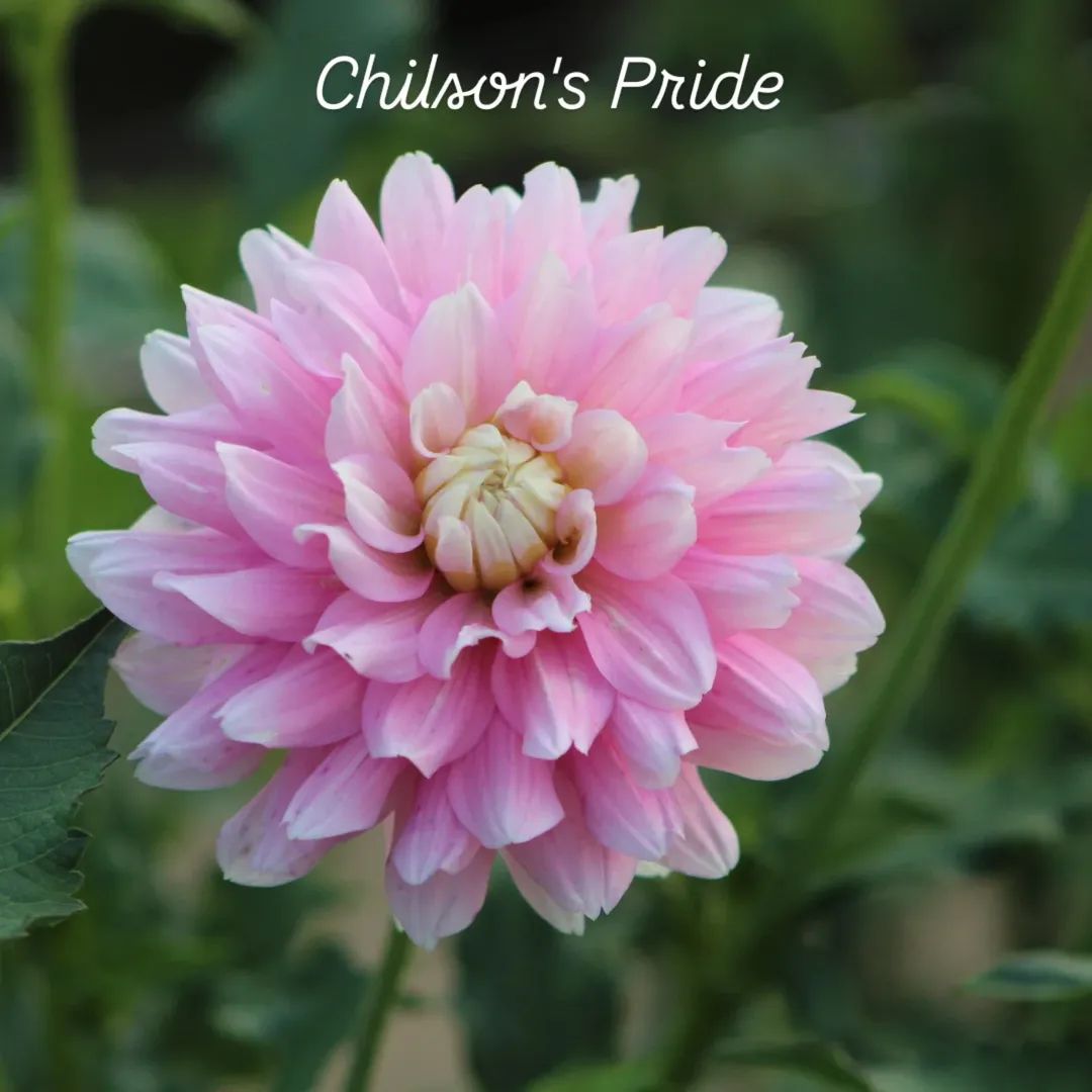 Chilson's Pride Informal Decorative Dahlia