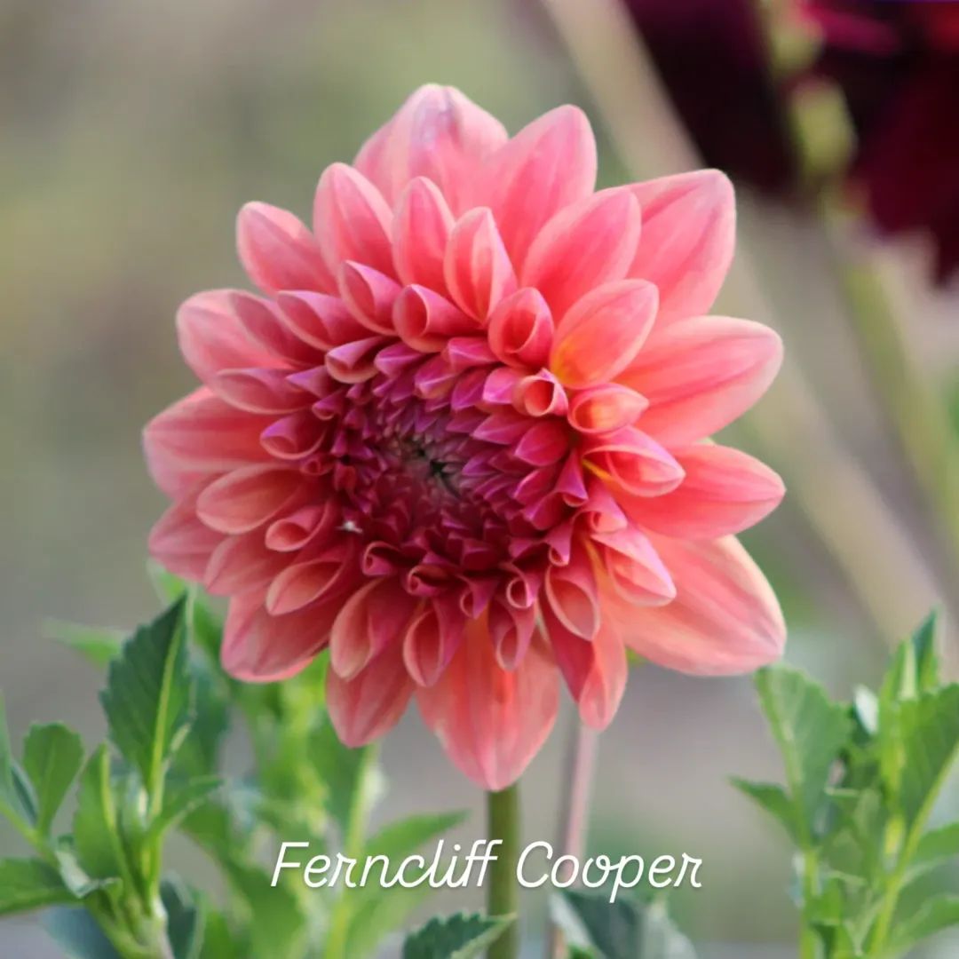 Ferncliff Copper Informal Decorative Dahlia