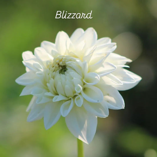 Blizzard Formal Decorative Dahlia
