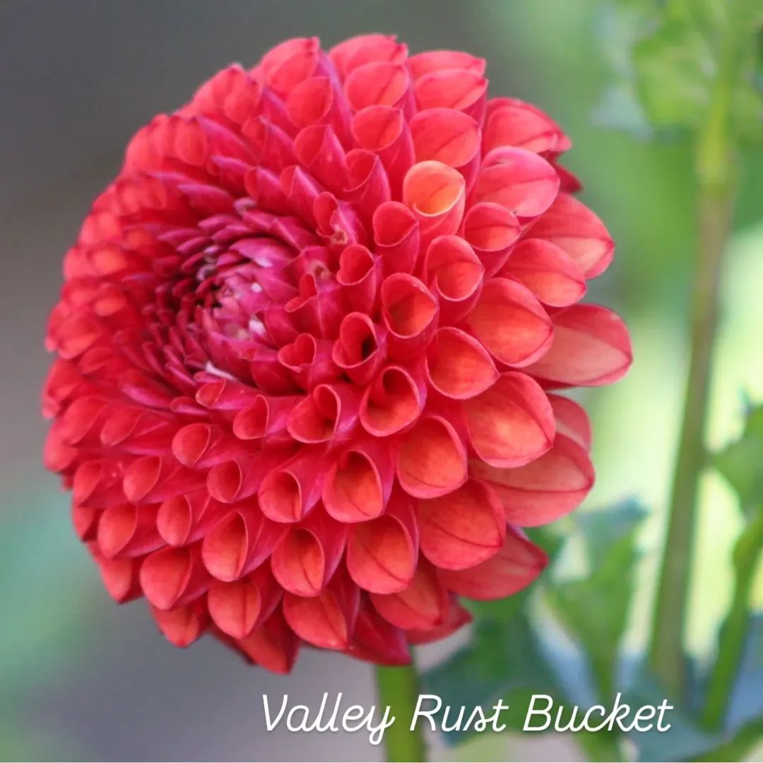 Valley Rust Bucket Ball Dahlia