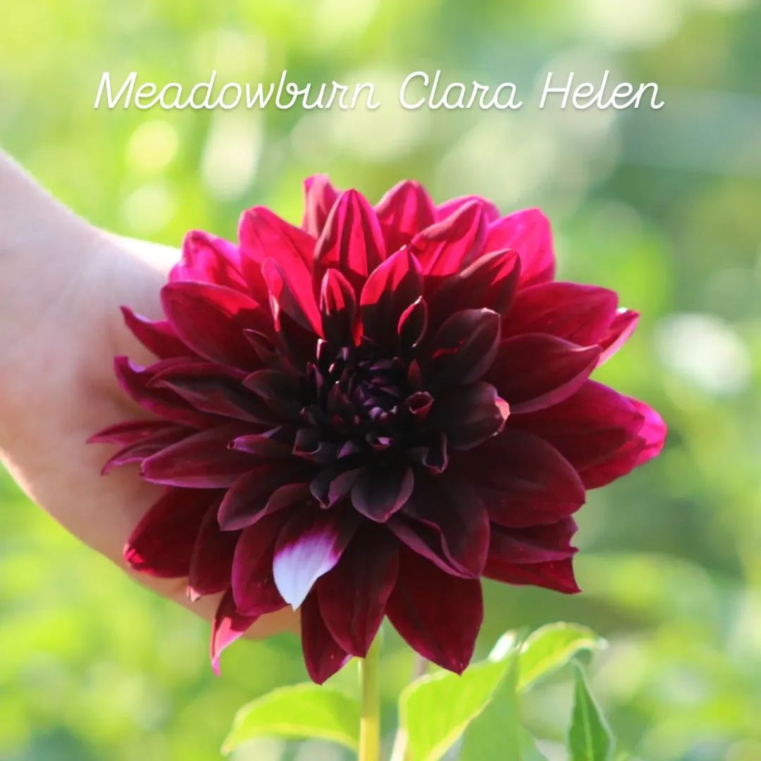 Meadowburn Clara Helen Decorative Dahlia