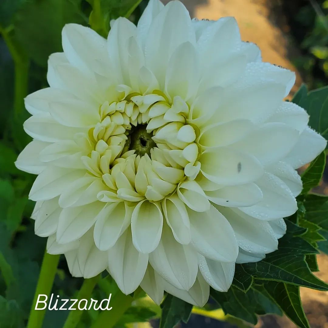 Blizzard Formal Decorative Dahlia