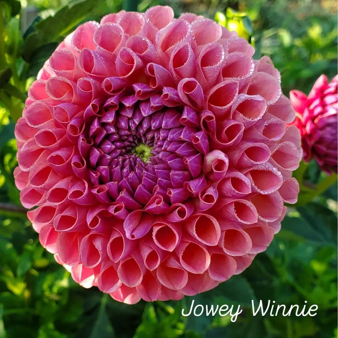Jowey Winnie Ball Dahlia