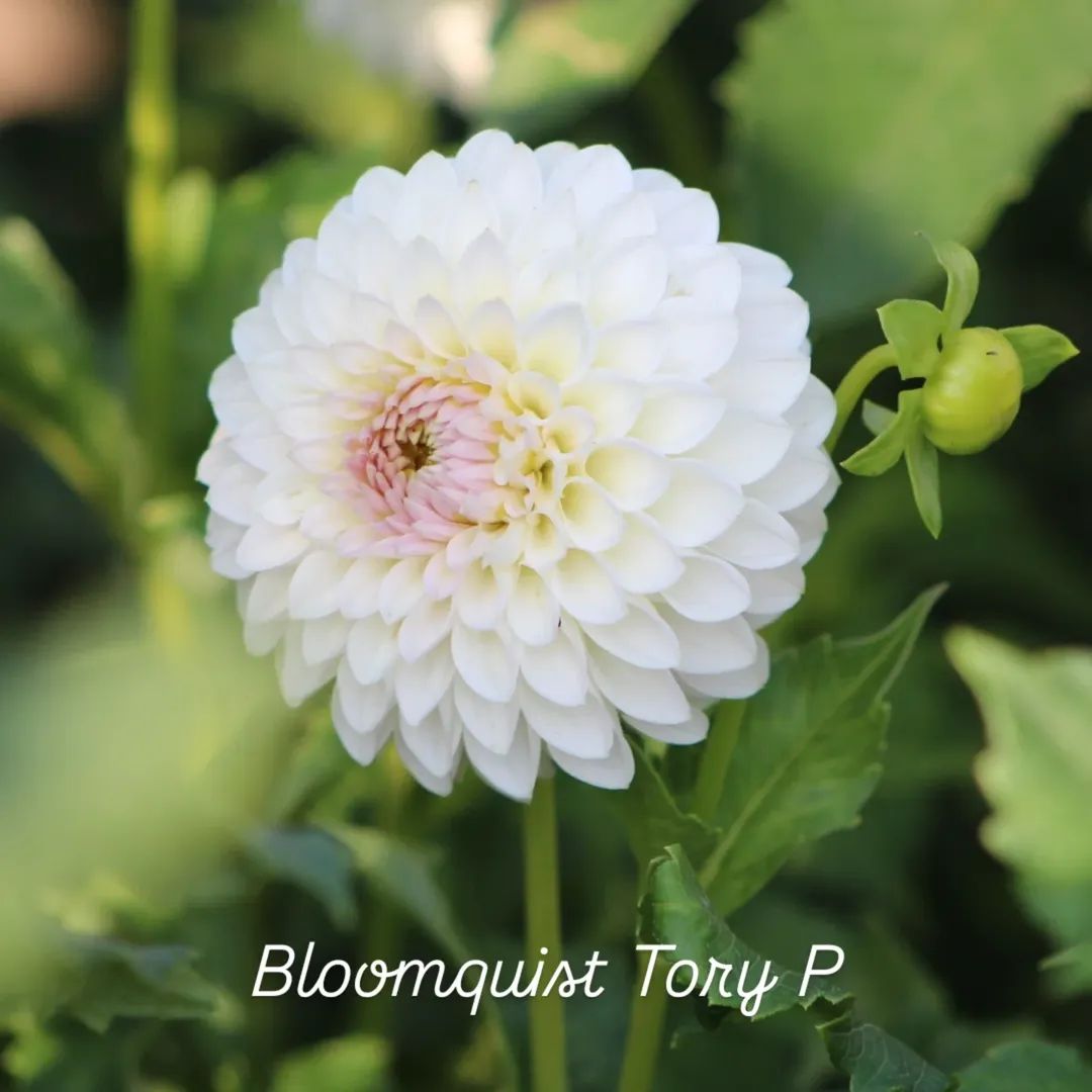Bloomquist Tory P Formal Decorative Dahlia
