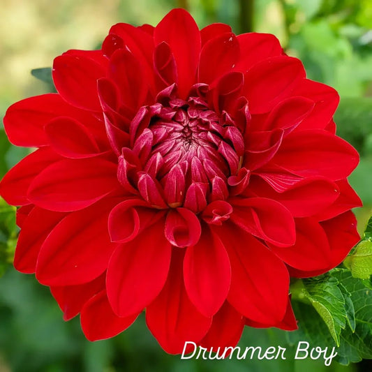 Drummer Boy Decorative Dahlia