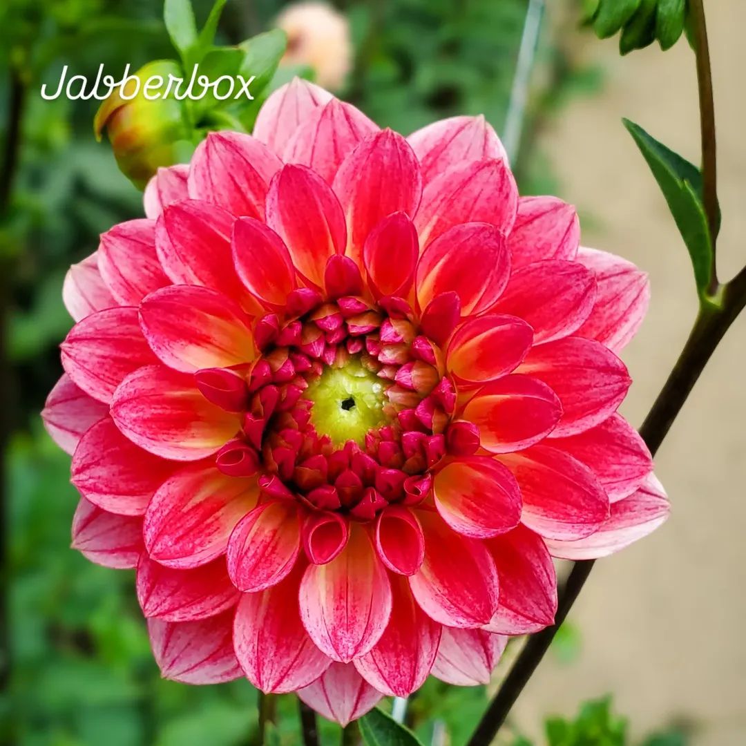 Jabberbox Ball Dahlia