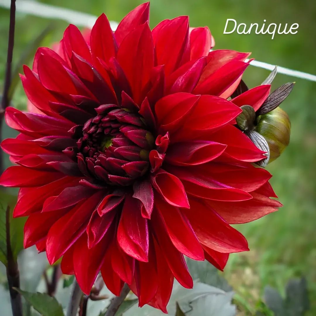 Danique Informal Decorative Dahlia