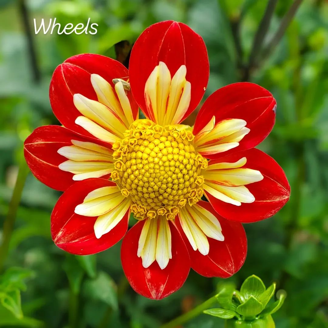 Wheels Collarette Dahlia
