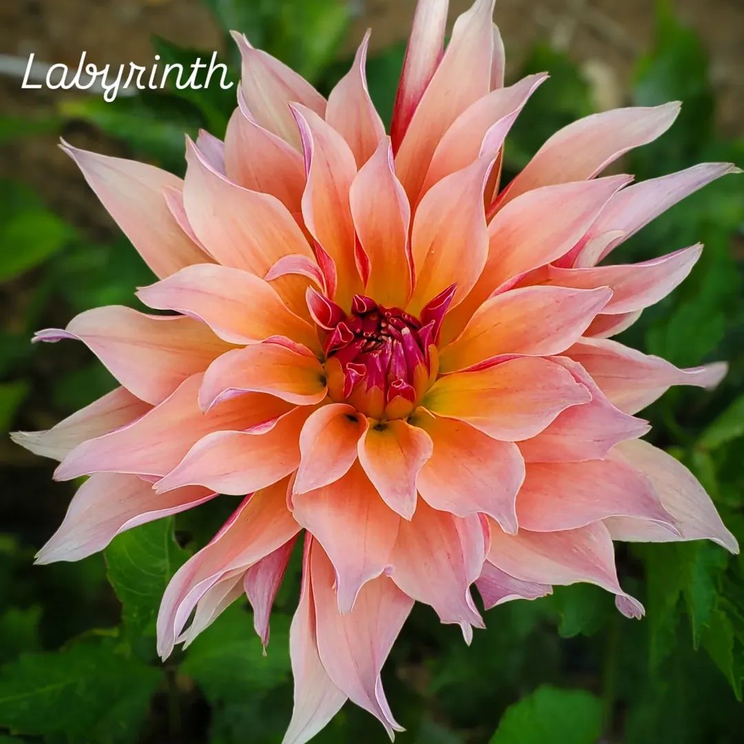 Labyrinth Informal Decorative Dahlia