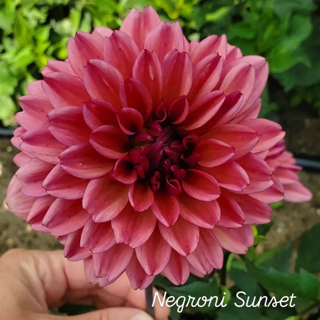 Negroni Sunset Decorative Dahlia