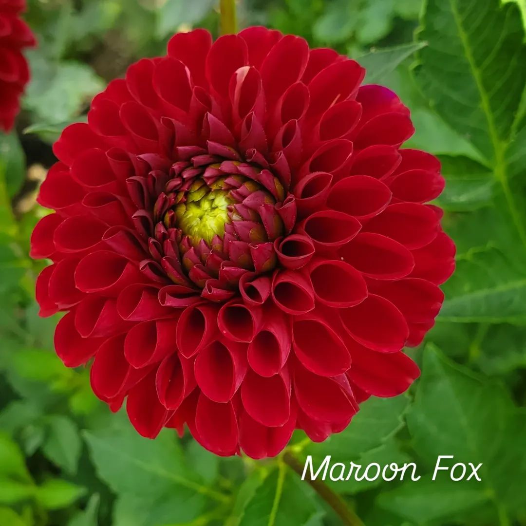 Maroon Fox Ball Dahlia