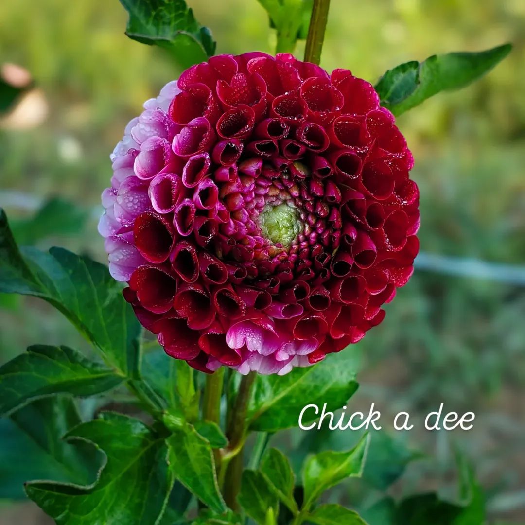 Chick a dee Pompon Dahlia