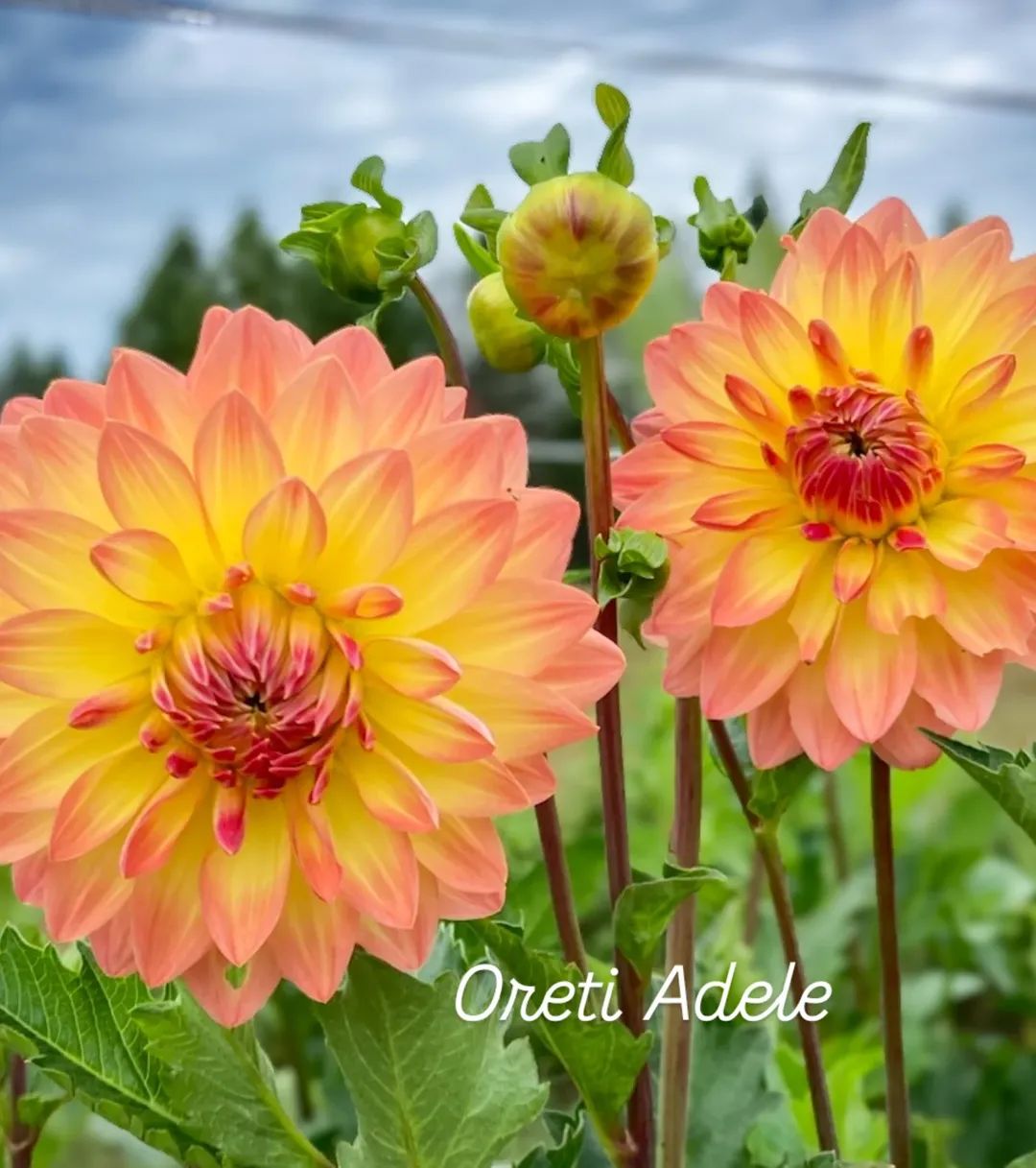 Oreti Adele Formal Decorative Dahlia