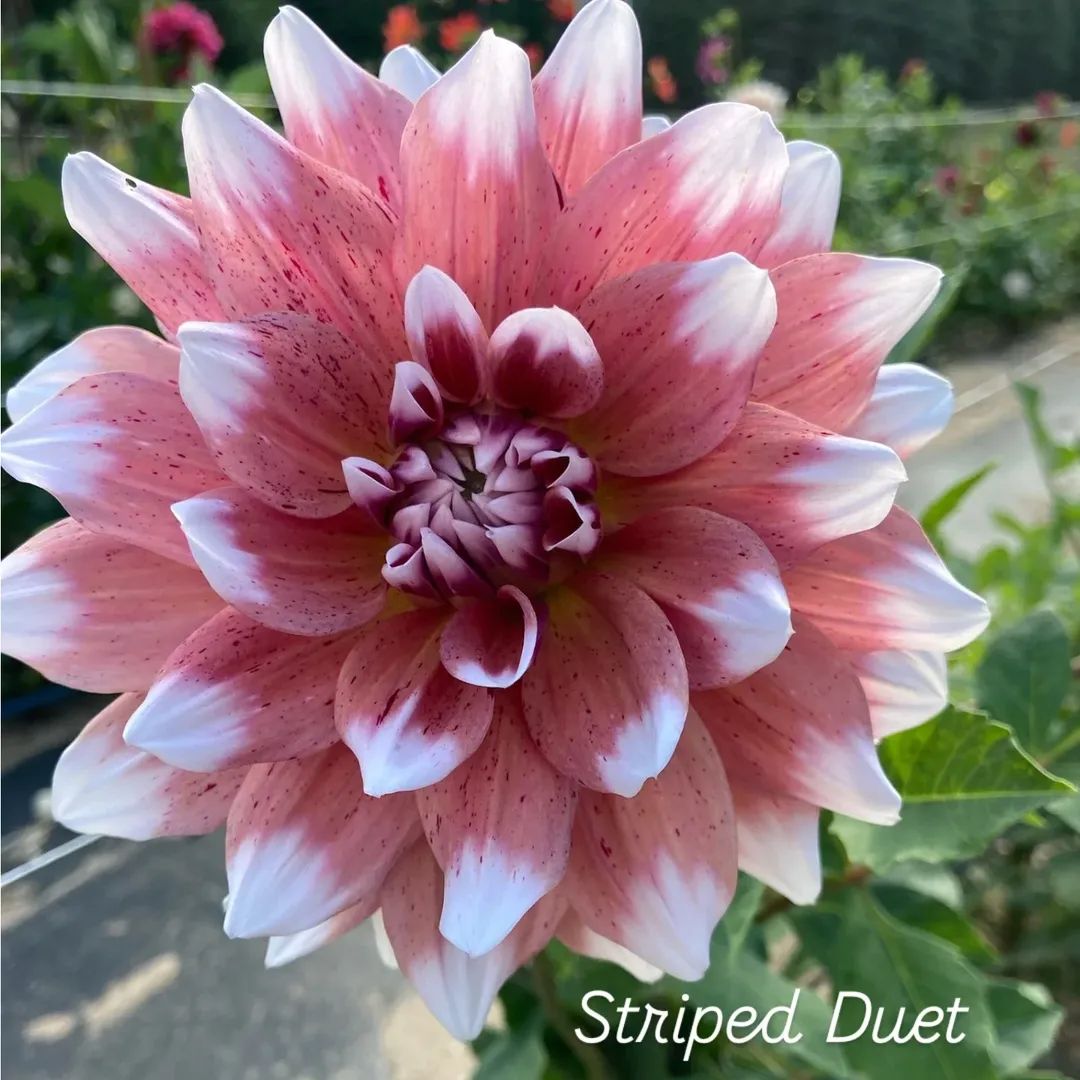 Striped Duet Informal Decorative Dahlia