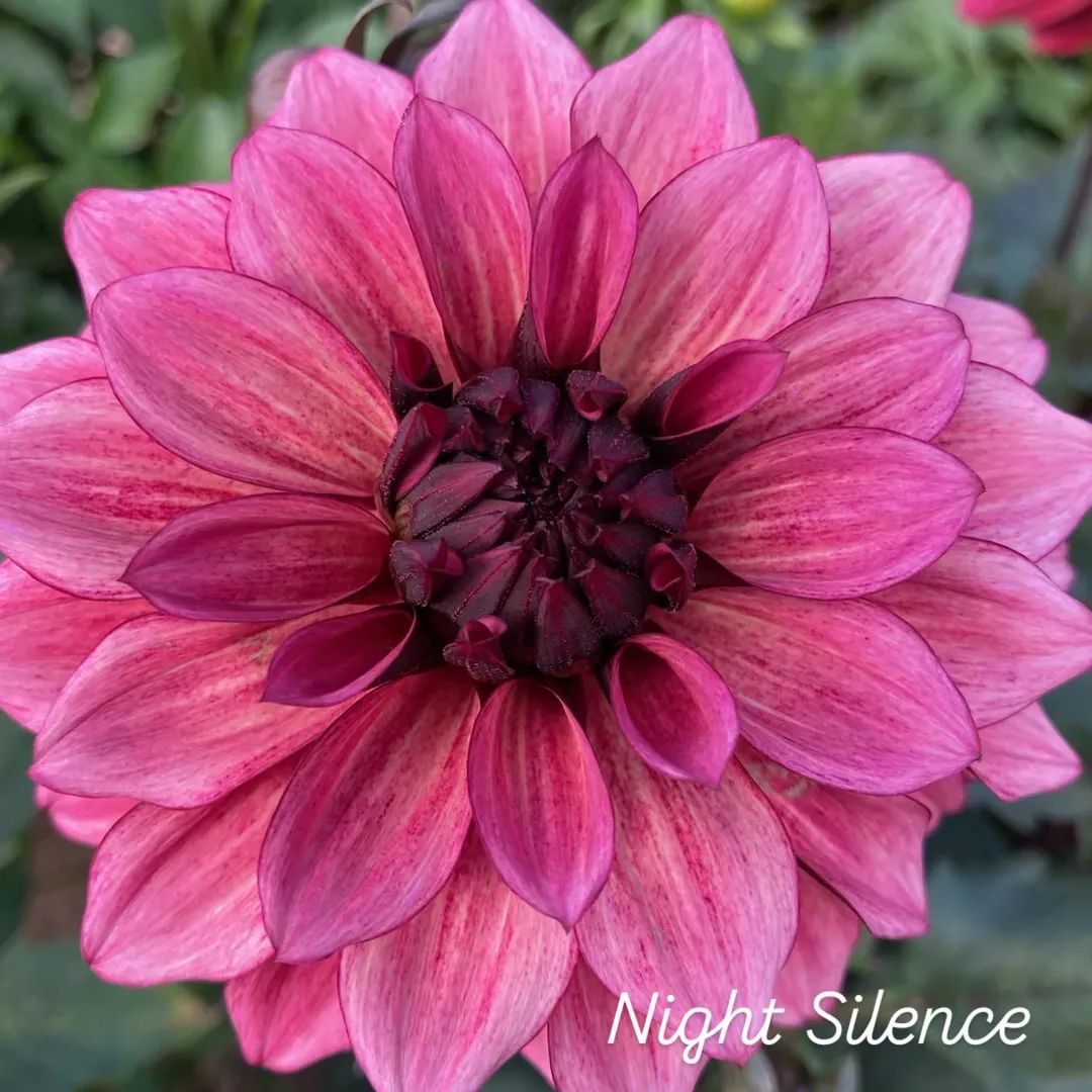 Night Silence Decorative Dahlia