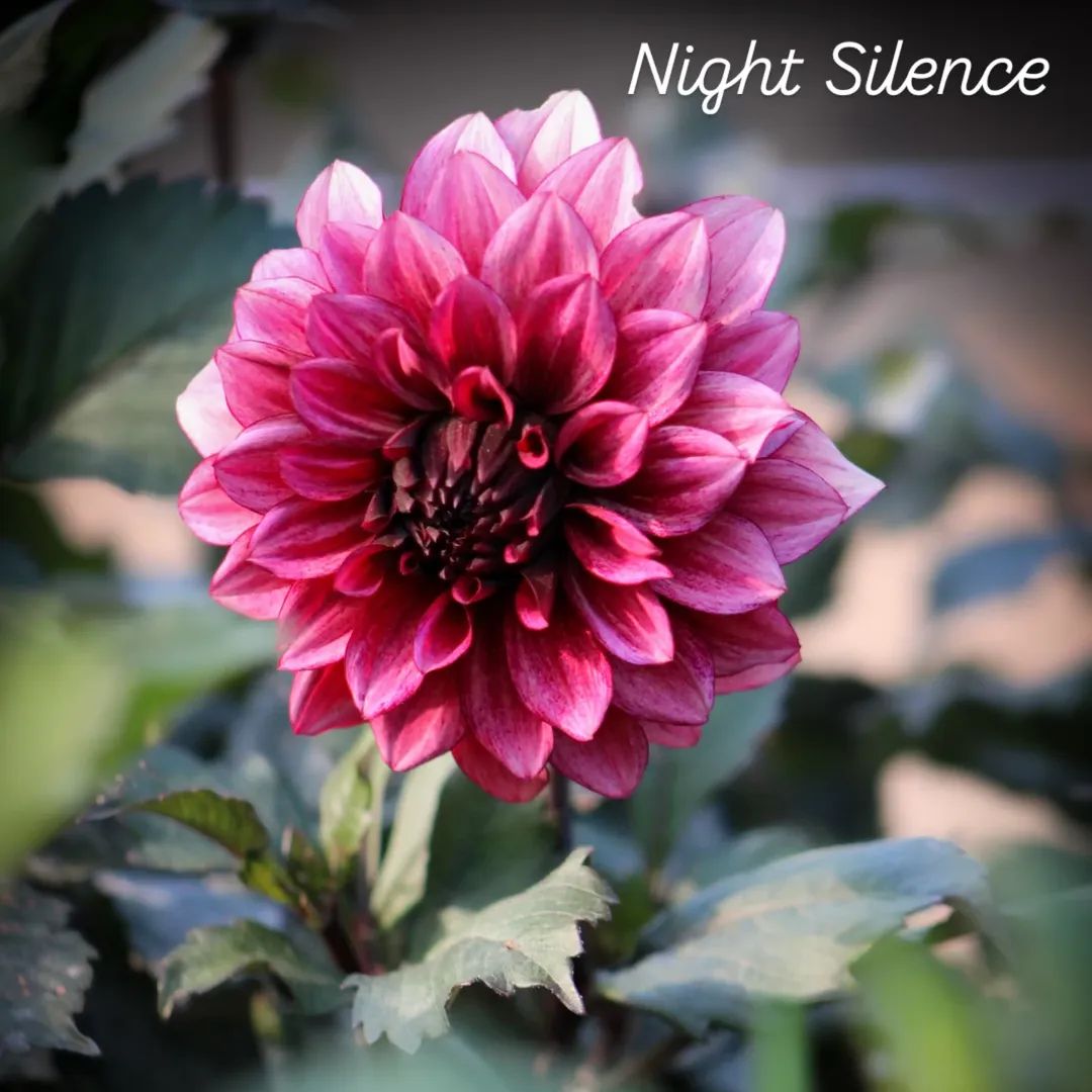Night Silence Decorative Dahlia