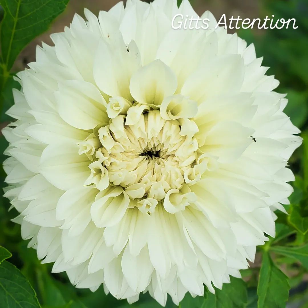 Gitts Attention Informal Decorative Dahlia