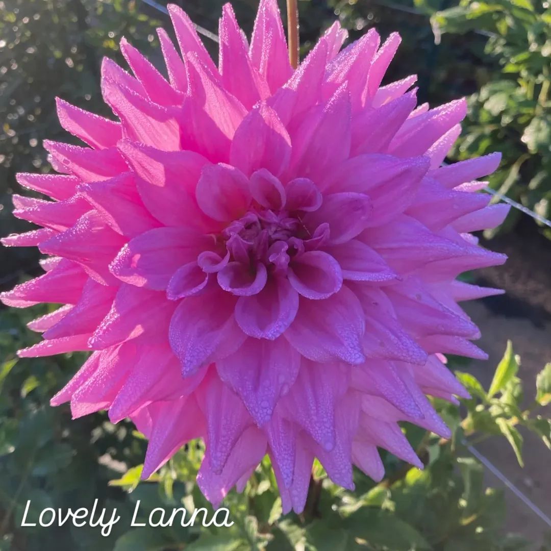 Lovely Lanna Semi-Cactus Dahlia