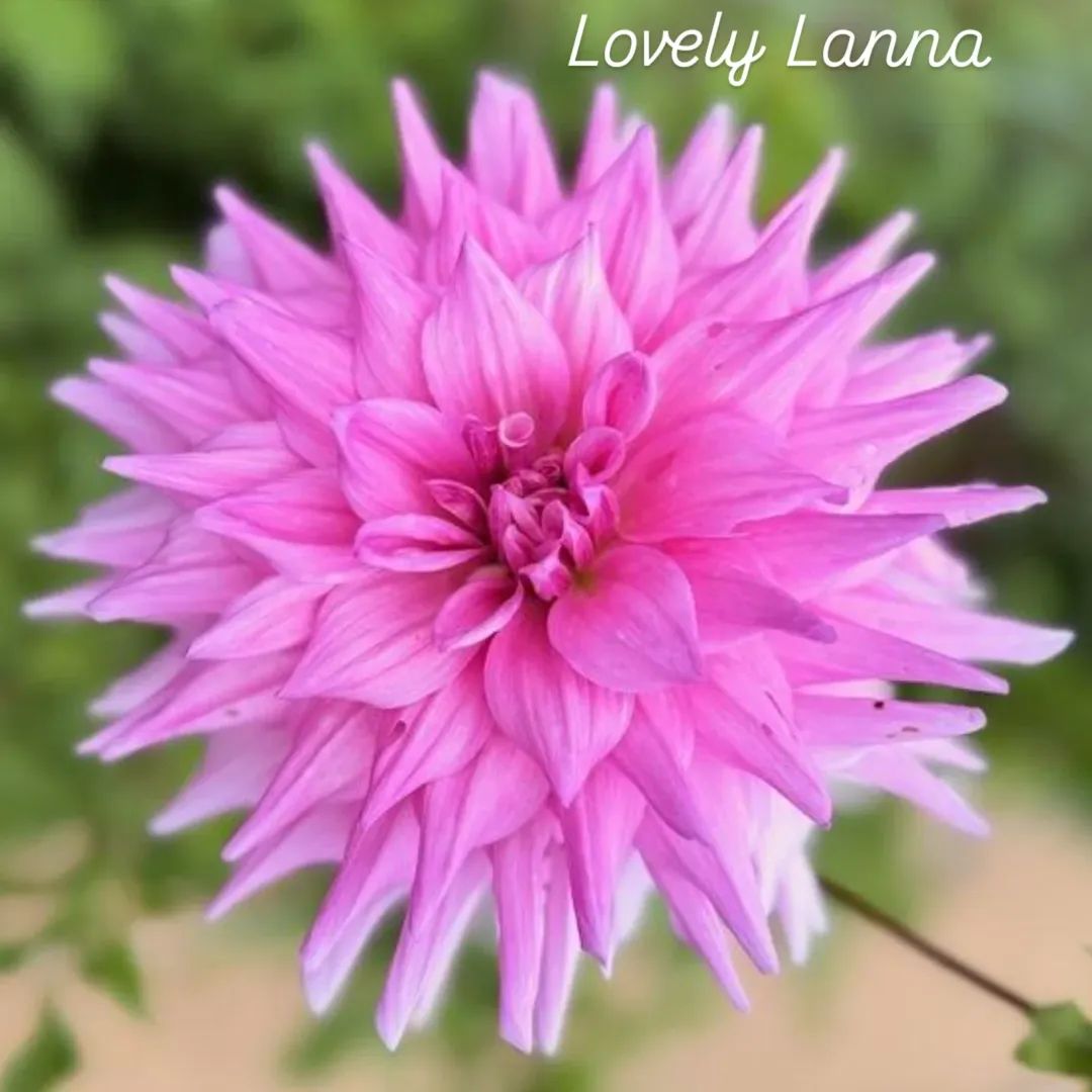 Lovely Lanna Semi-Cactus Dahlia