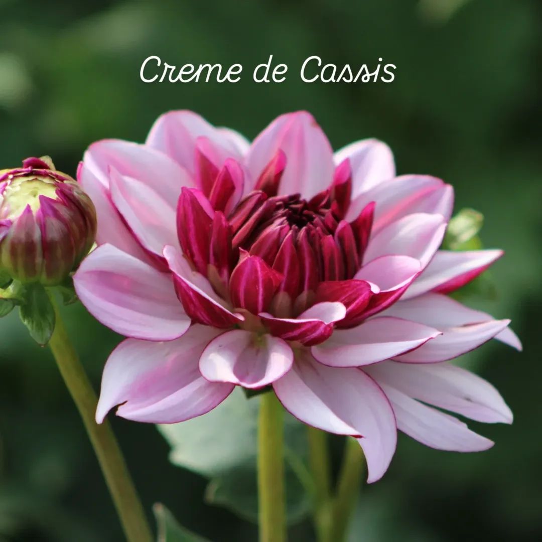 Crème de Cassis Informal Decorative Dahlia