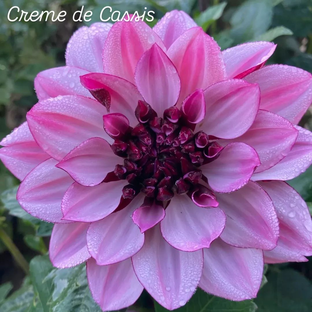 Crème de Cassis Informal Decorative Dahlia