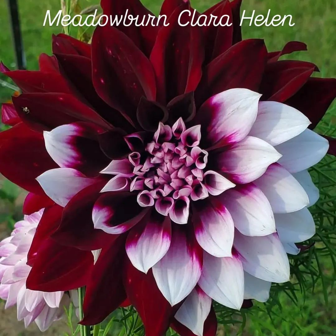 Meadowburn Clara Helen Decorative Dahlia